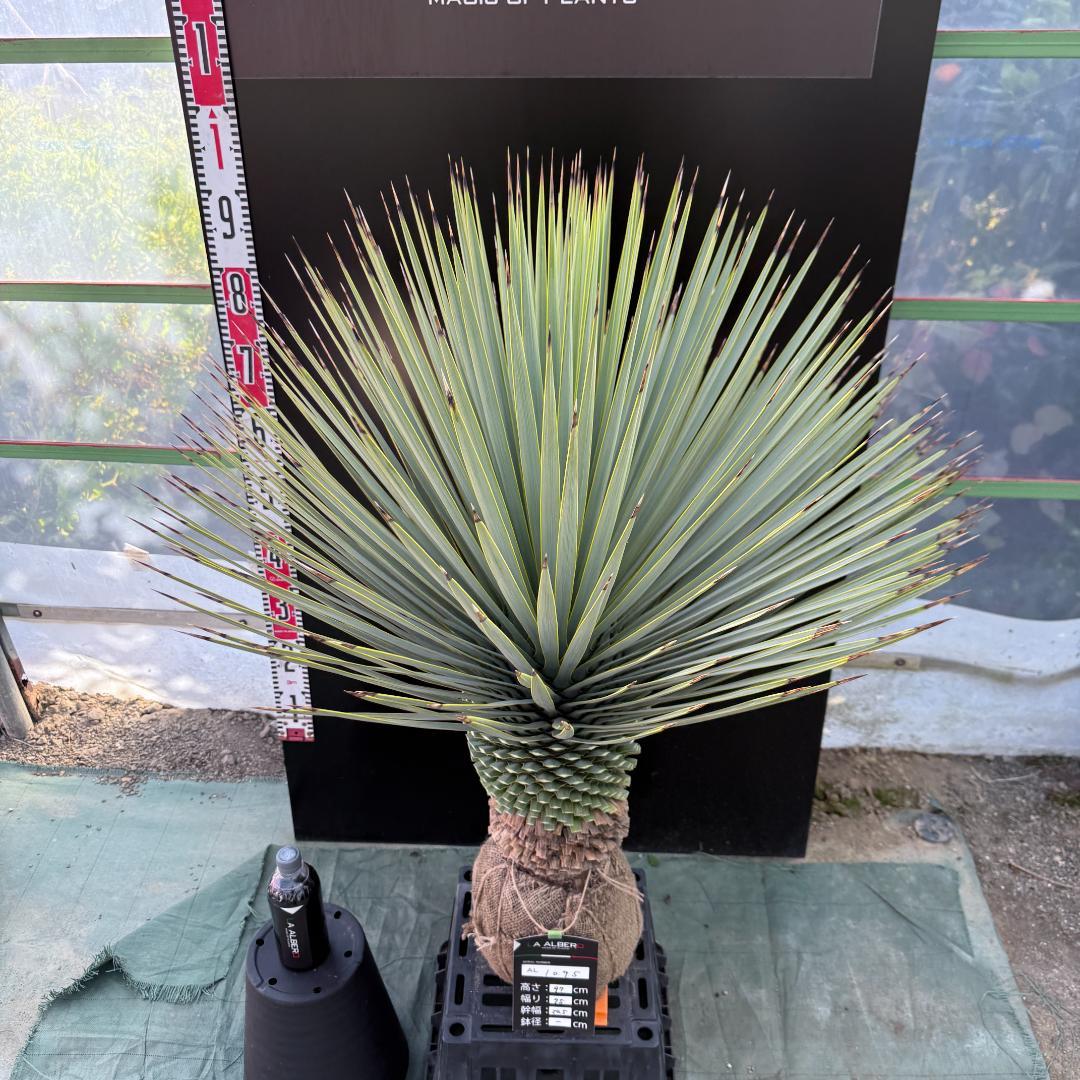 【AL1095】ユッカ　ロストラータ