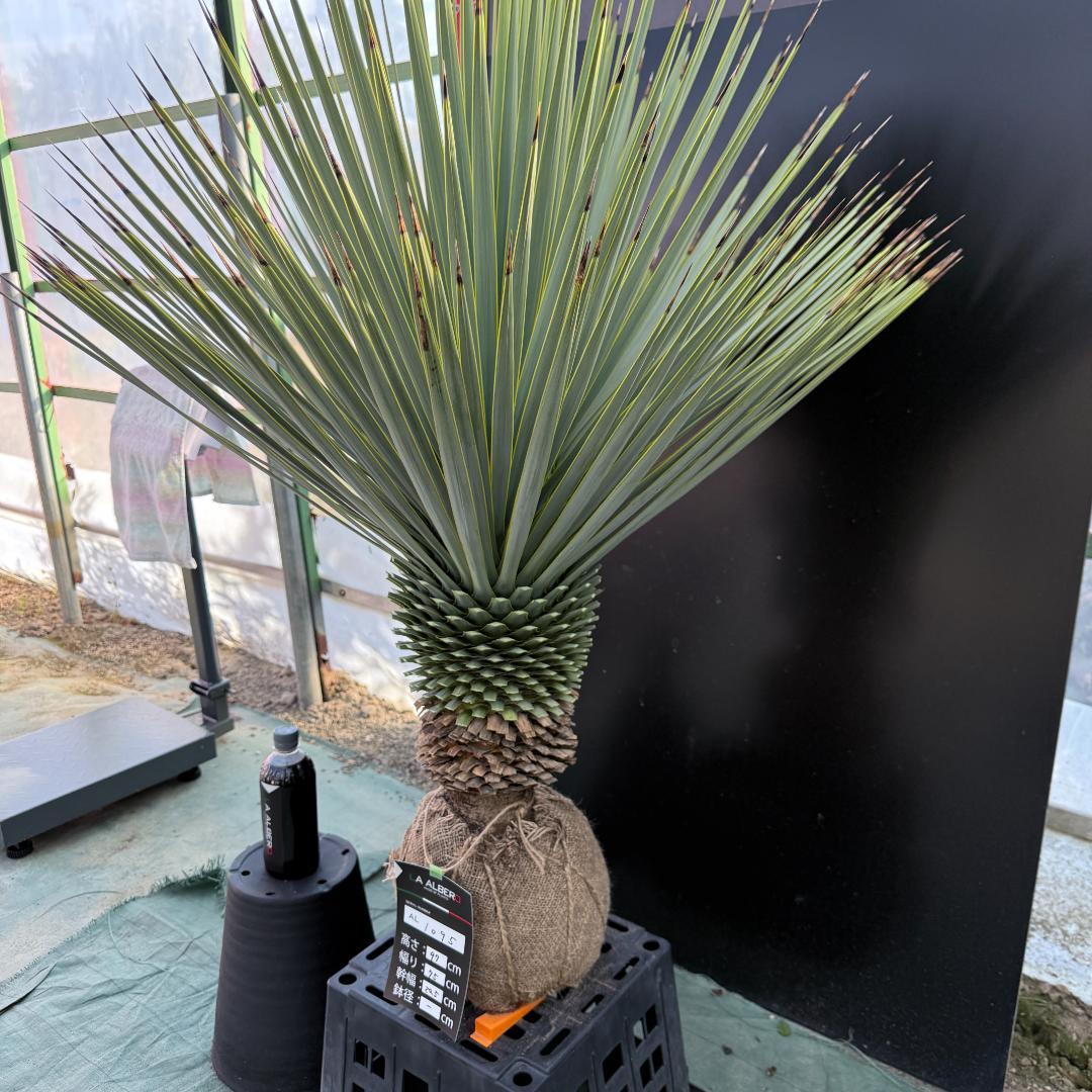 【AL1095】ユッカ　ロストラータ