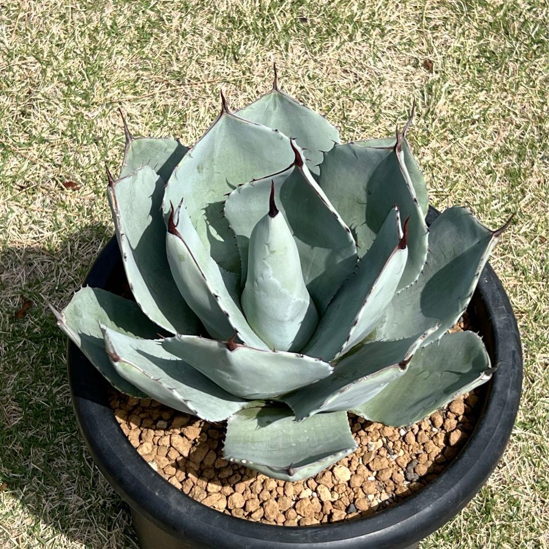 アガベ　パリー トランカータ　大株　白葉、幅広、肉厚