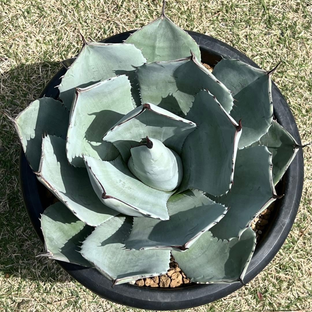 アガベ　パリー トランカータ　大株　白葉、幅広、肉厚