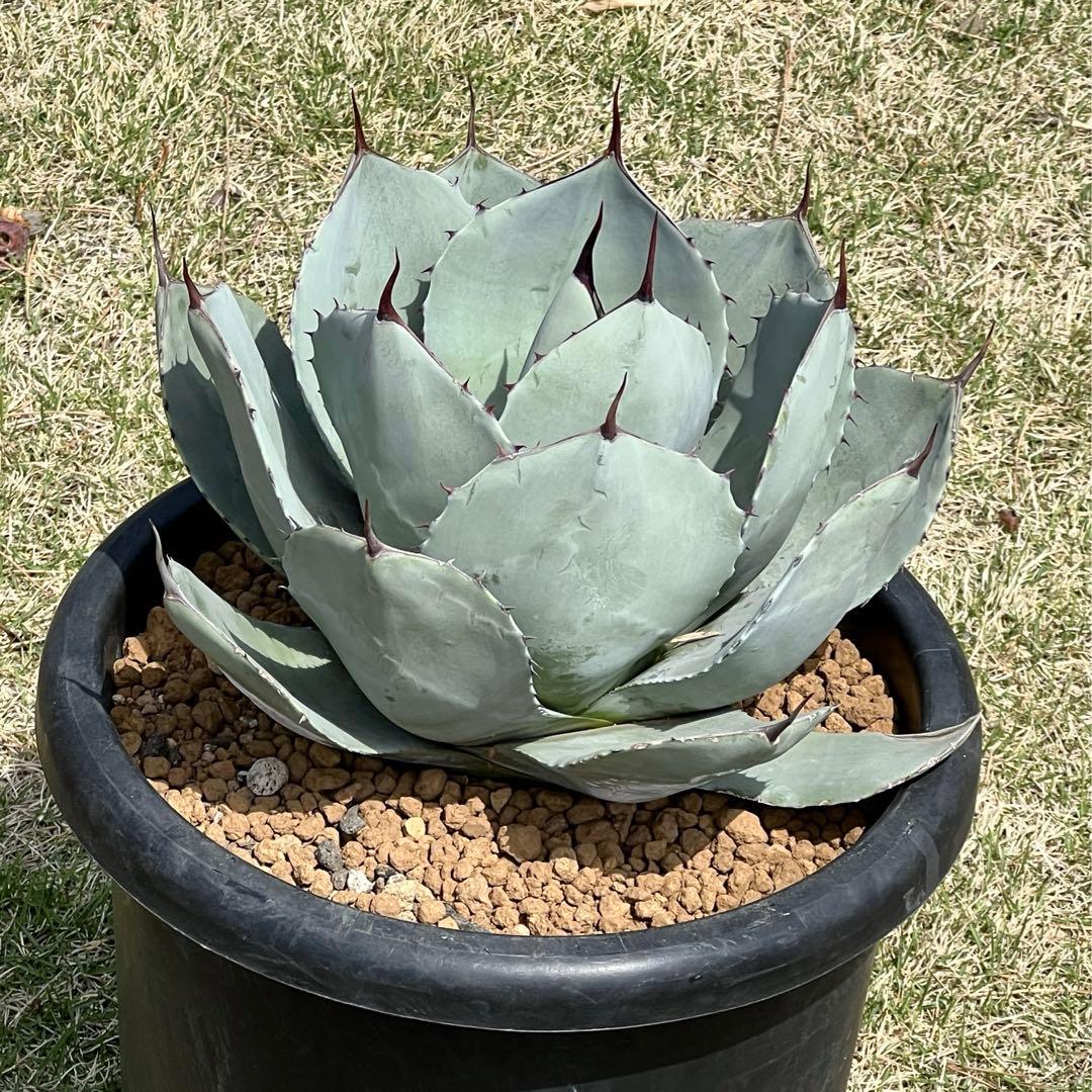 アガベ　パリー トランカータ　大株　白葉、幅広、肉厚