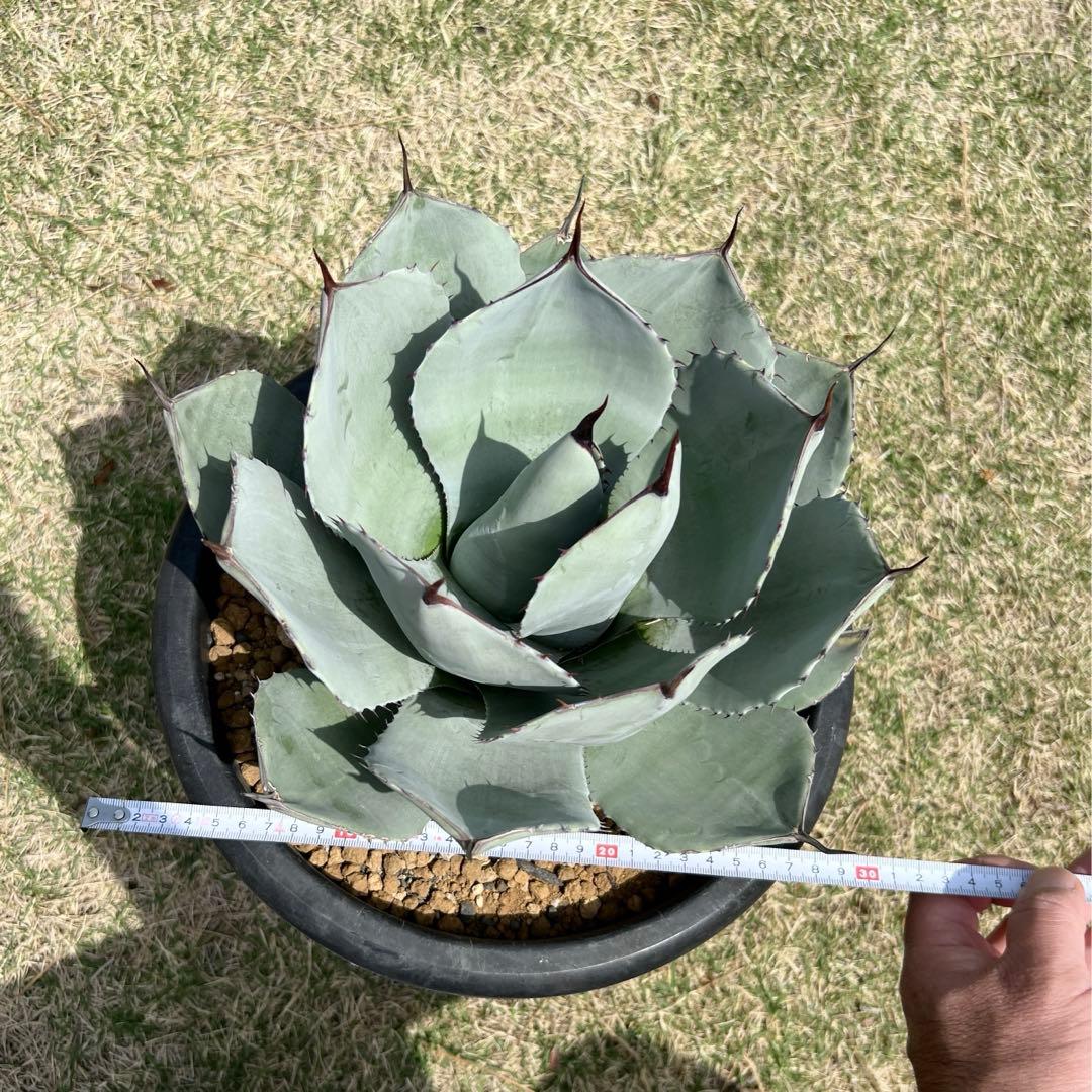 アガベ　パリー トランカータ　大株　白葉、幅広、肉厚