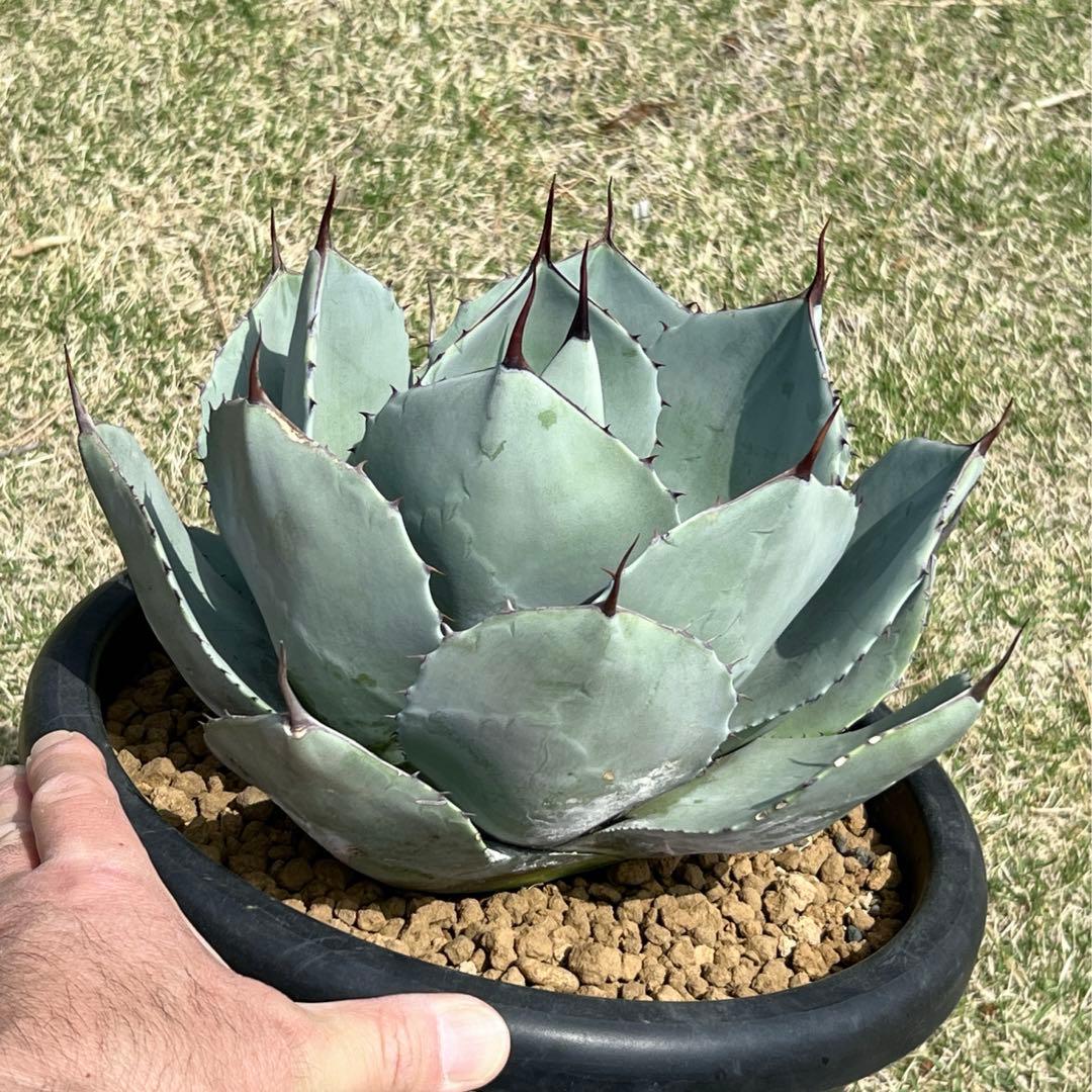 アガベ　パリー トランカータ　大株　白葉、幅広、肉厚