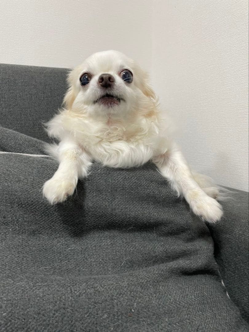 画像確認用　顔2