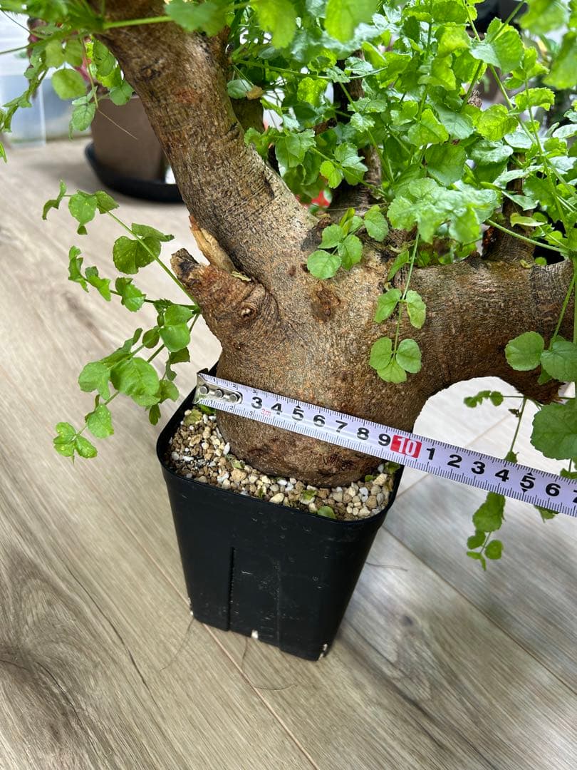 現地球、値段交渉OK！コミフォラサクシコラ　幹太