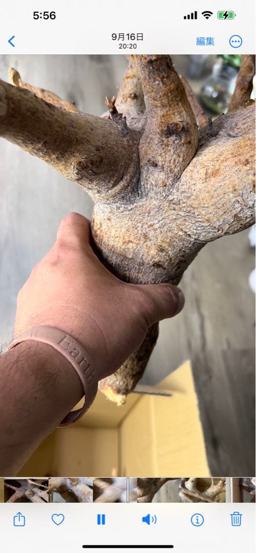 現地球、値段交渉OK！コミフォラサクシコラ　幹太