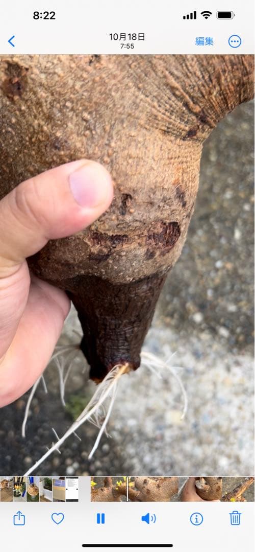 現地球、値段交渉OK！コミフォラサクシコラ　幹太