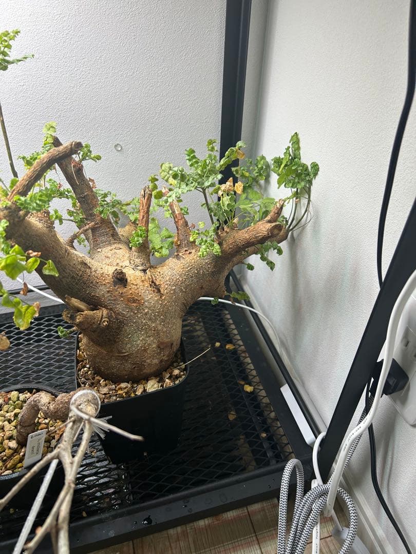 現地球、値段交渉OK！コミフォラサクシコラ　幹太