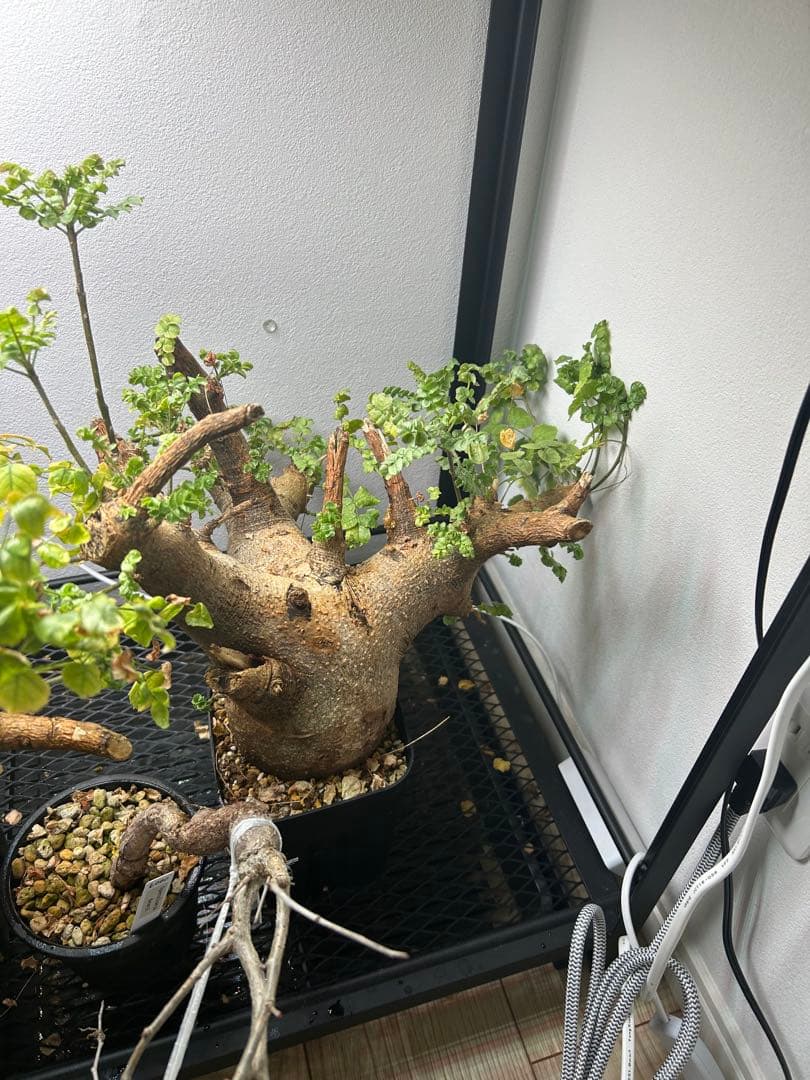 現地球、値段交渉OK！コミフォラサクシコラ　幹太