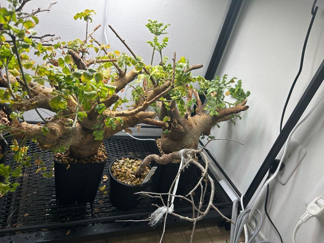 現地球、値段交渉OK！コミフォラサクシコラ　幹太