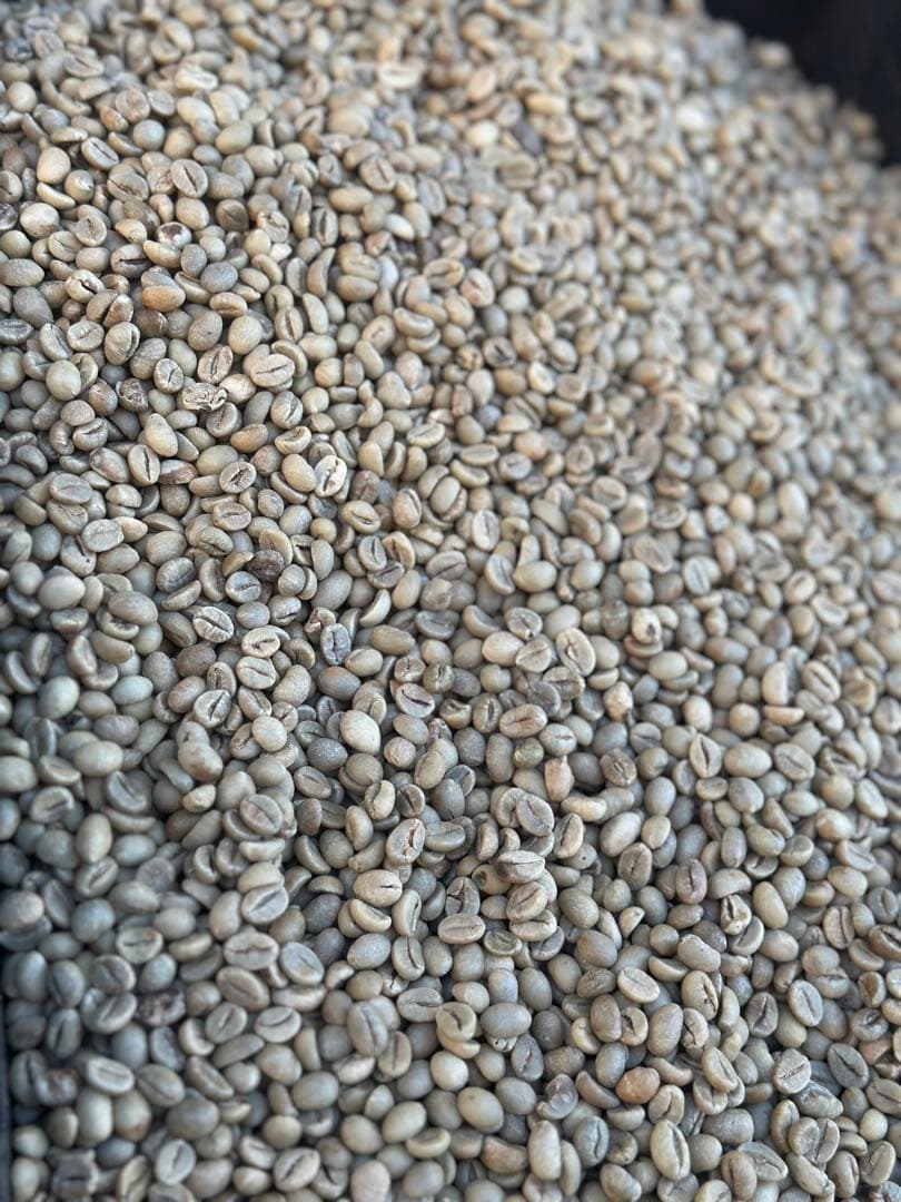 爆安!![コーヒー 生豆 ]ブラジル サントス No.2 / 5kgナチュラル