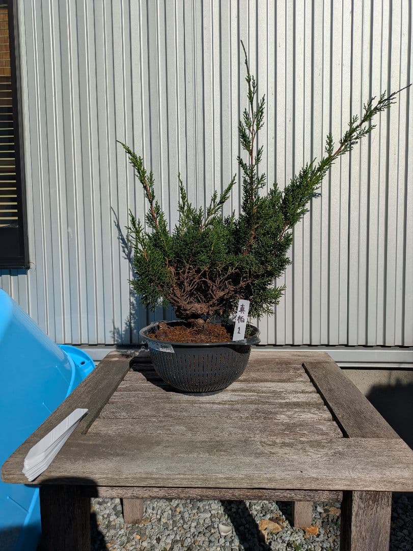 盆栽素材　真柏1　成長中♥