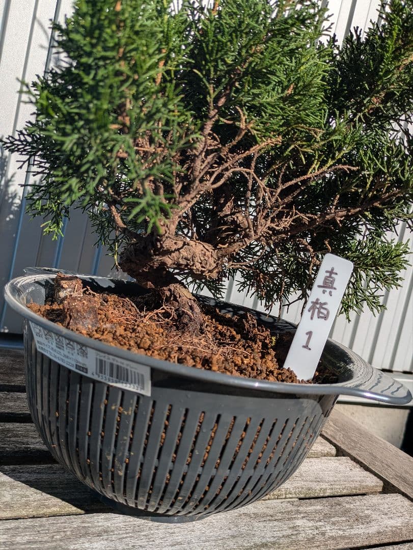 盆栽素材　真柏1　成長中♥