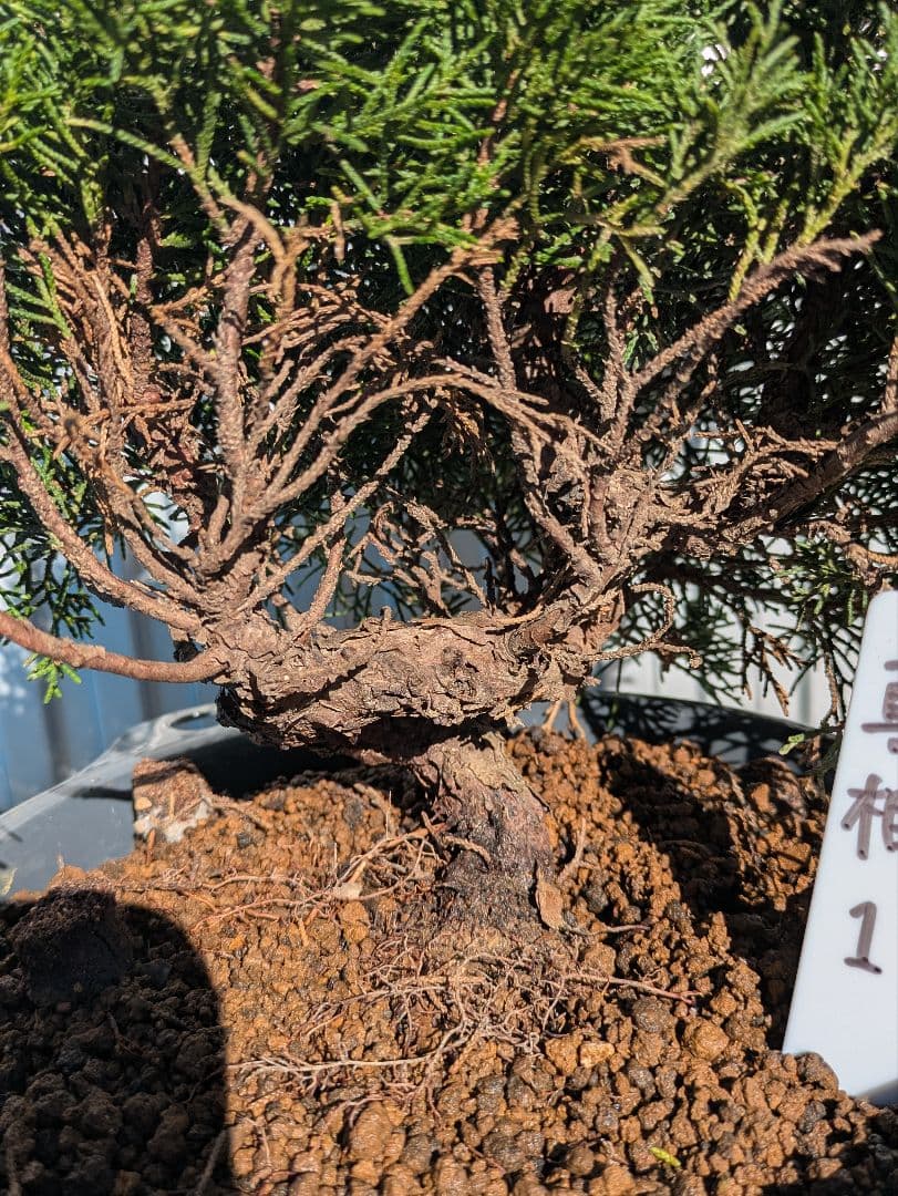 盆栽素材　真柏1　成長中♥