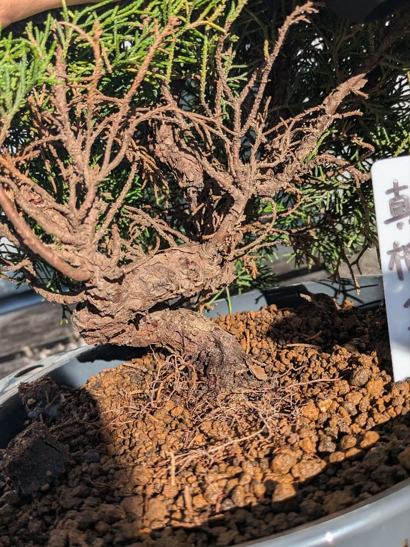 盆栽素材　真柏1　成長中♥