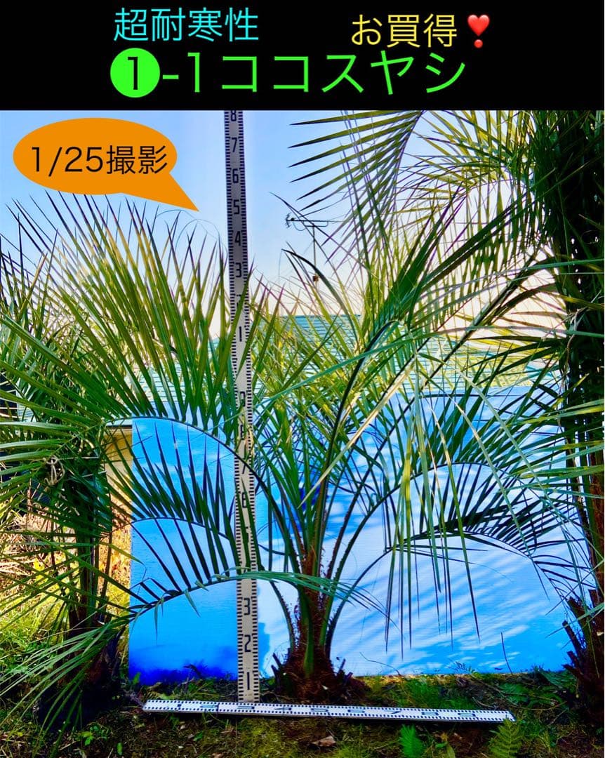 ❶-1 ココスヤシ　超耐寒性