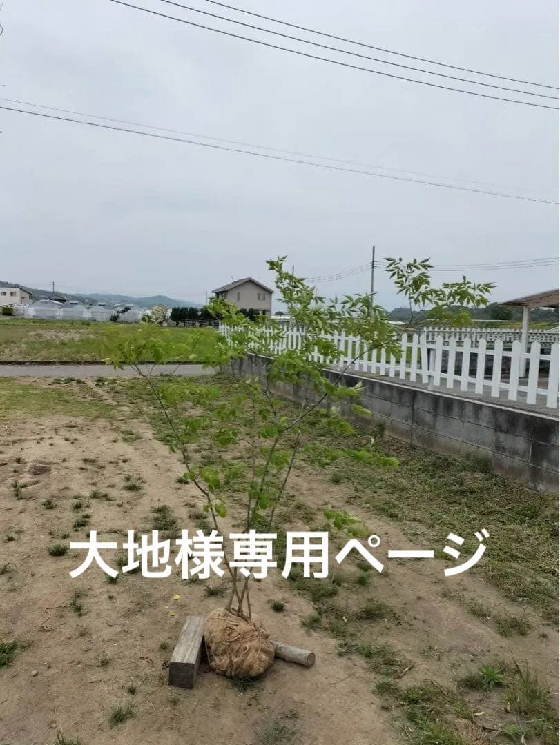 山採り アオダモ 自然樹形