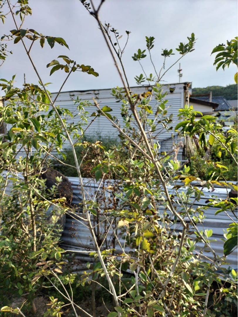 山採り アオダモ 自然樹形