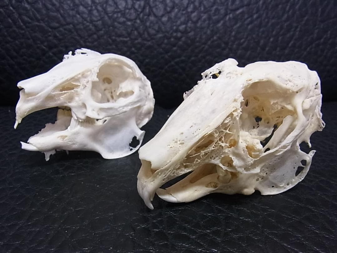 高品質　奇形ウサギ 頭骨