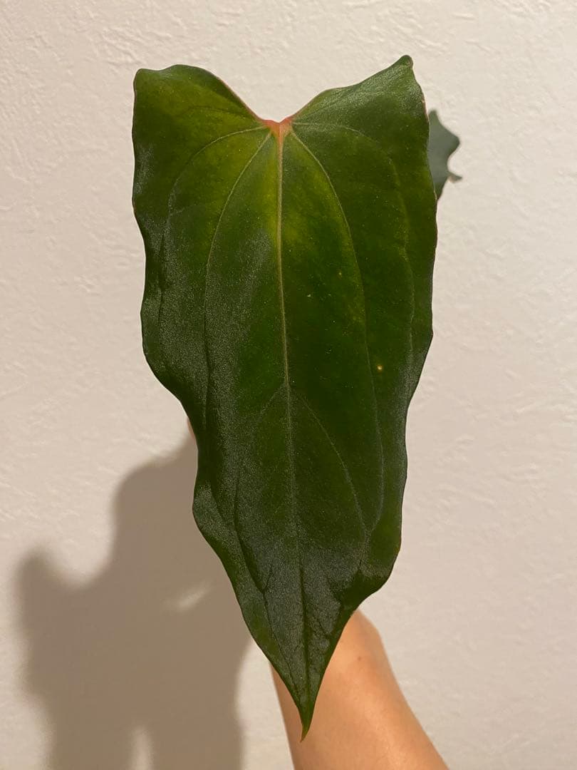 anthurium antolakii × self scott cohen