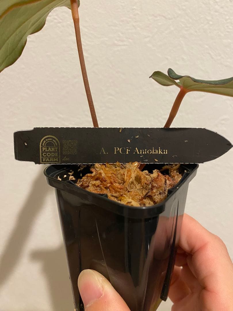 anthurium antolakii × self scott cohen