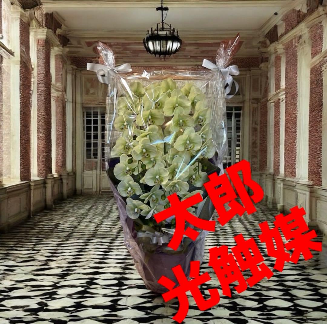 光触媒　人工観葉植物　ウォールグリーン　フェイクグリーン　リアル胡蝶蘭8755