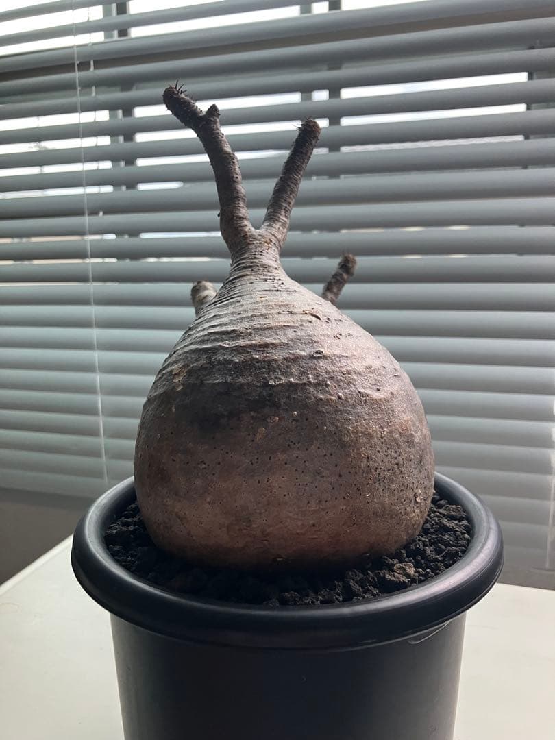 【発根済み•むっちり良型株】パキポディウム・グラキリス 塊根植物 現地球