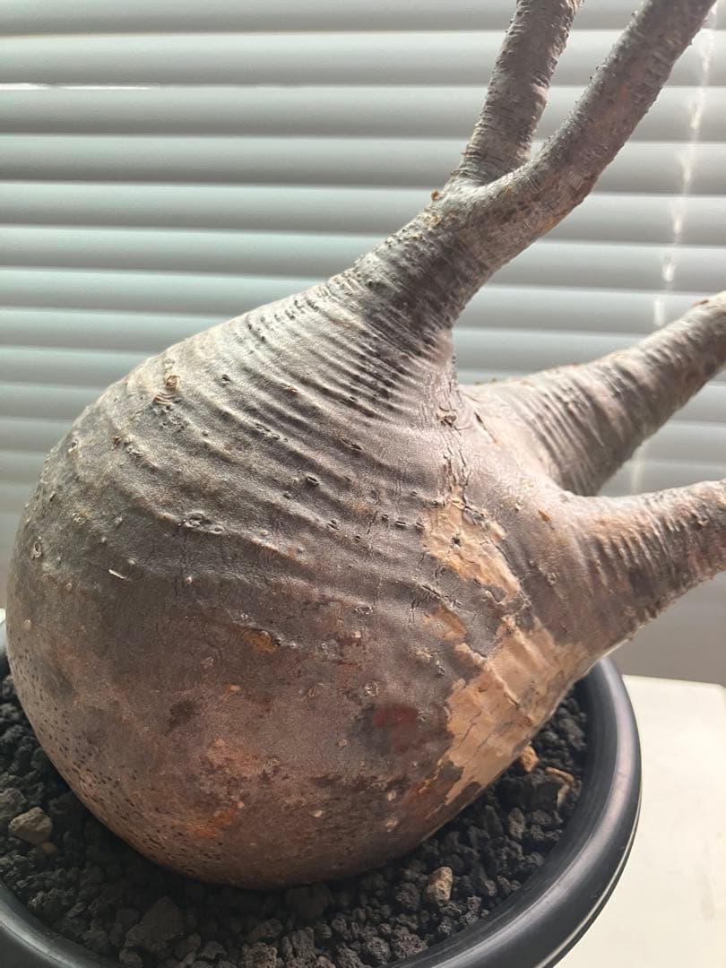 【発根済み•むっちり良型株】パキポディウム・グラキリス 塊根植物 現地球