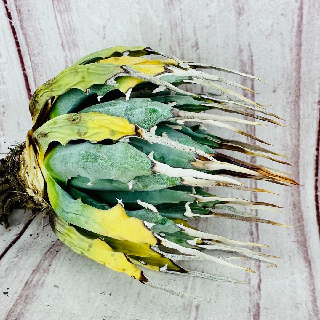 11 アガベ ユタエンシス エボリスピナ