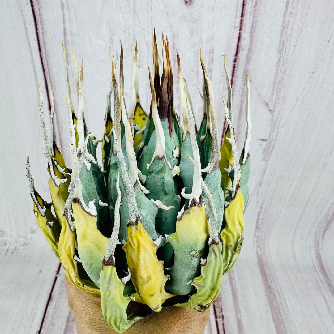 11 アガベ ユタエンシス エボリスピナ