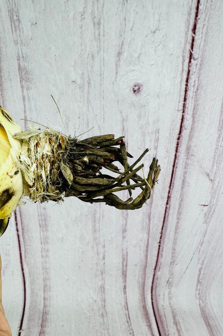 11 アガベ ユタエンシス エボリスピナ