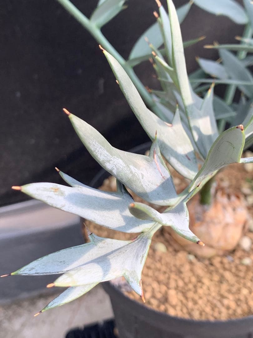 【南ア産・発根済】エンセファラルトス・ホリダス 約6cm｜No3-36