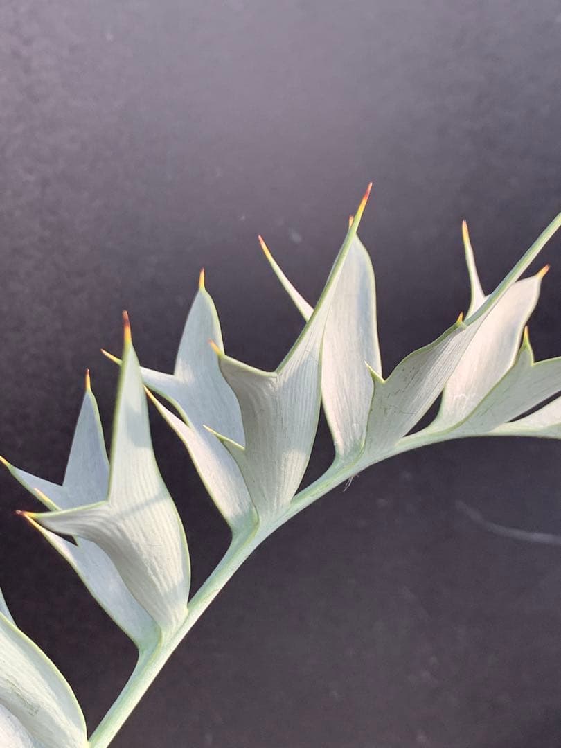 【南ア産・発根済】エンセファラルトス・ホリダス 約6cm｜No3-36