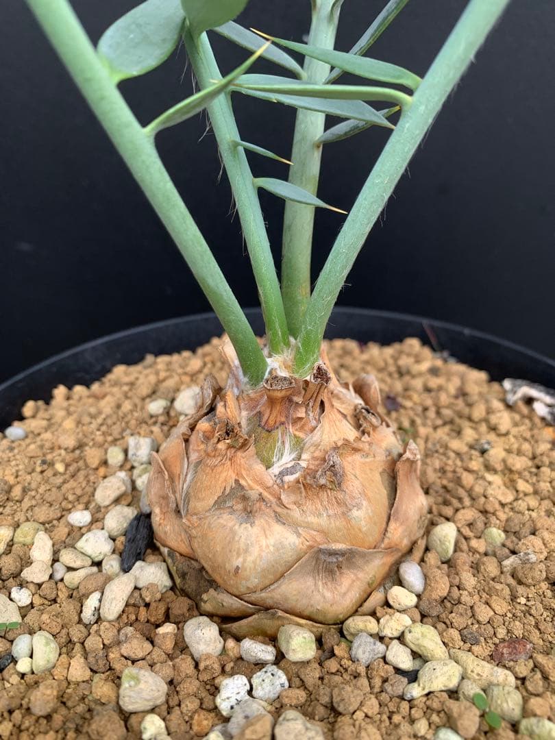 【南ア産・発根済】エンセファラルトス・ホリダス 約6cm｜No3-36