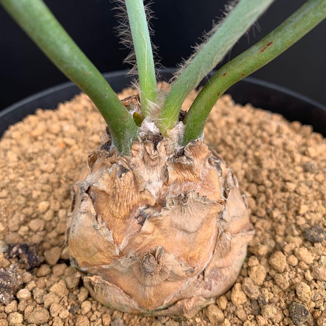 【南ア産・発根済】エンセファラルトス・ホリダス｜青白葉＆新葉ありNo3-38