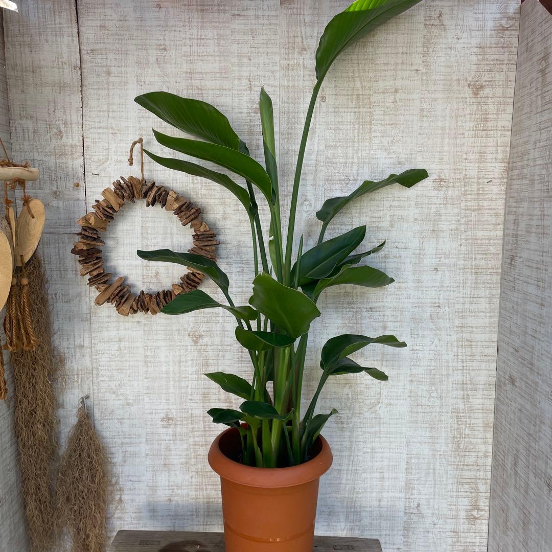 unzaです♪2点セット！アスプレニウム　コブラ3 オーガスタ　苗　苗木