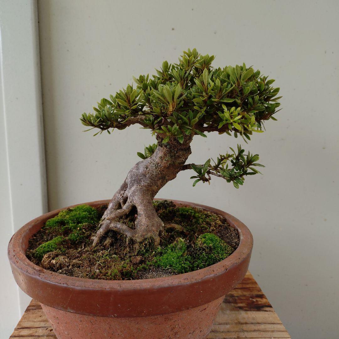 sugawara69さん専用　太幹短寸　皐月日光　高13cm