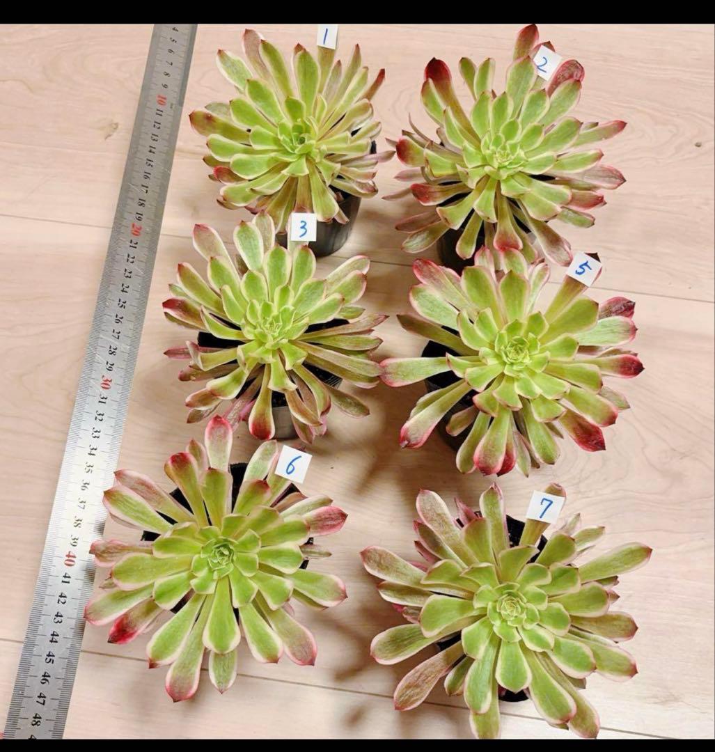 多肉植物アエオニウム錦❤️ 皺葉仙墨 ❤️1大頭13-15cm拔き苗