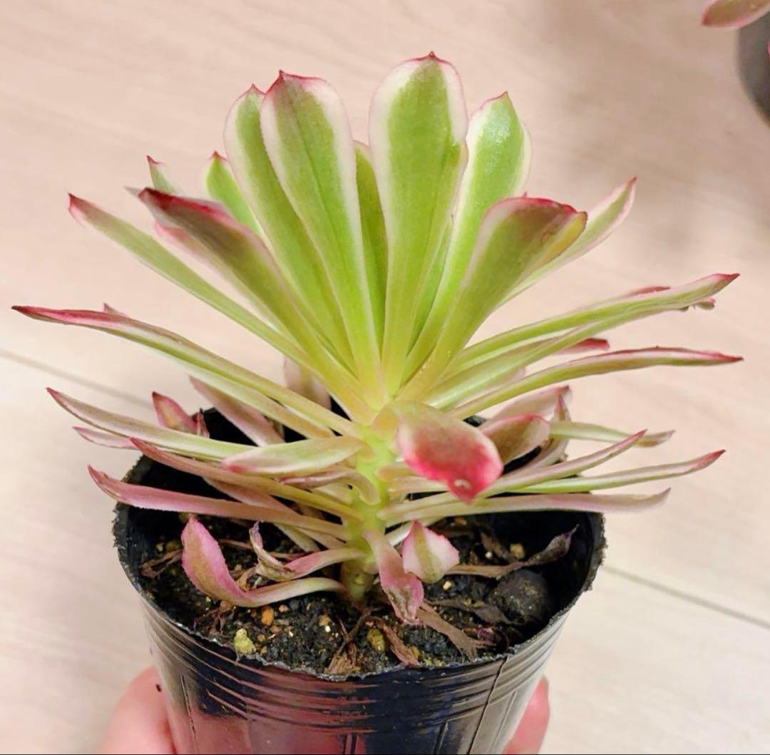 多肉植物アエオニウム錦❤️ 皺葉仙墨 ❤️1大頭13-15cm拔き苗