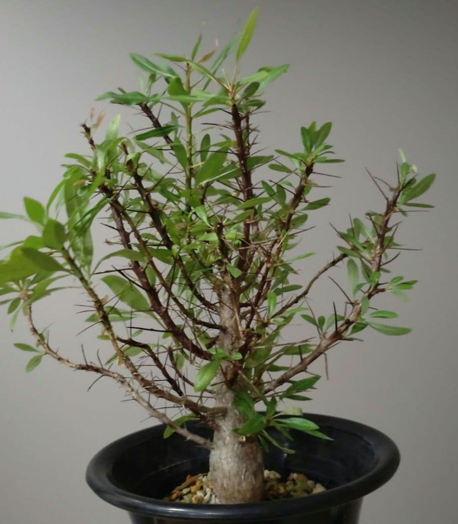 フォークイエリア プルプシー Fouquieria purpusii 美株