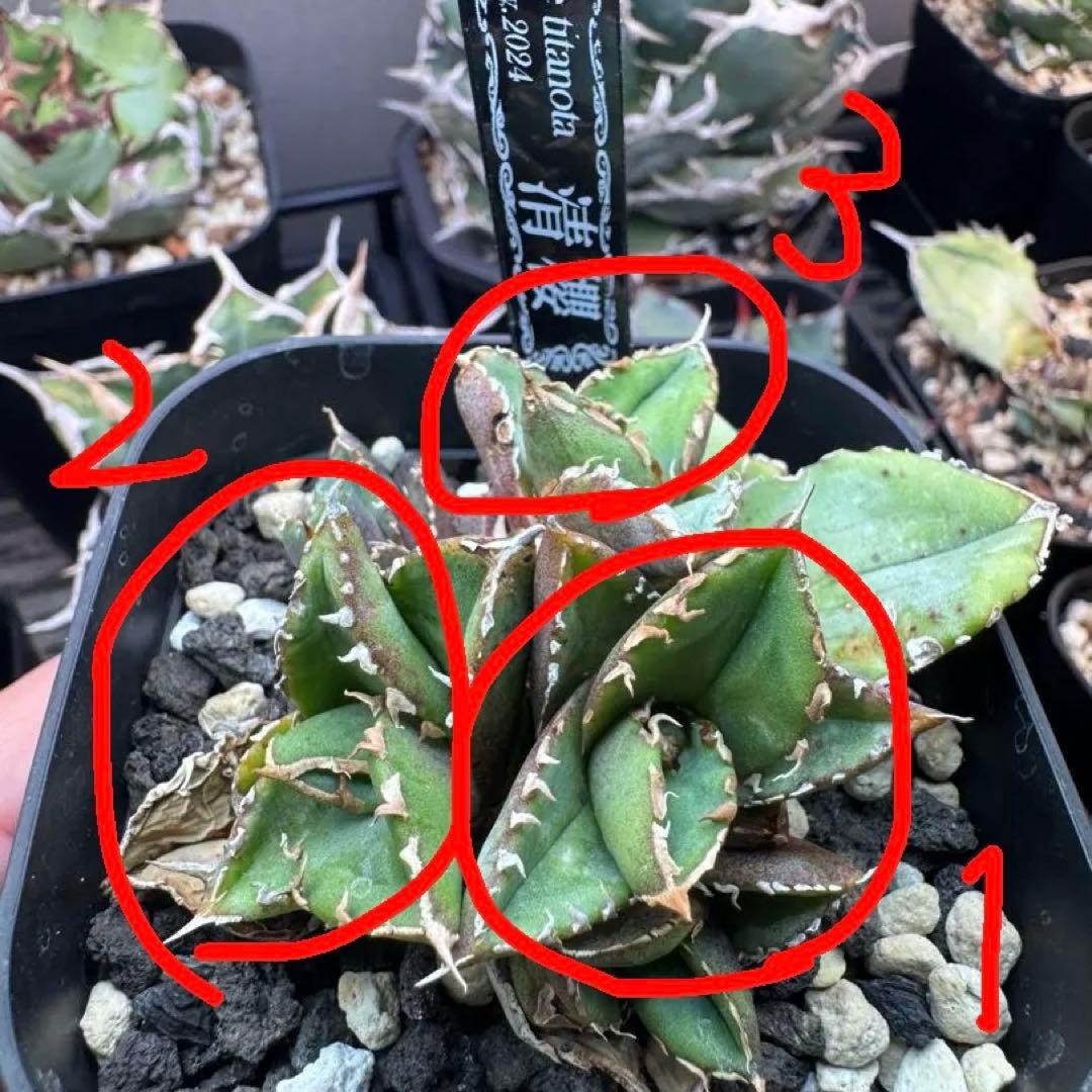 アガベ　清櫻　kinさん産