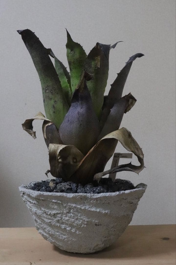 ホヘンベルギア　レオポルドホルスティー