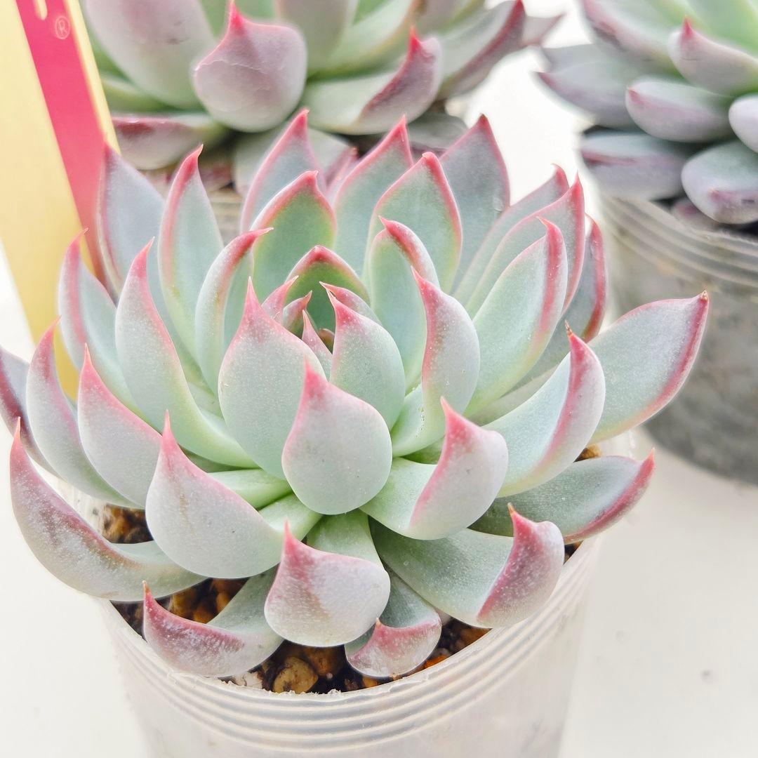 ㉛大きめ3鬼! 桜鬼❣️青鬼❣️赤鬼❣️発根済み おらいさん苗 メルカリ便送料込