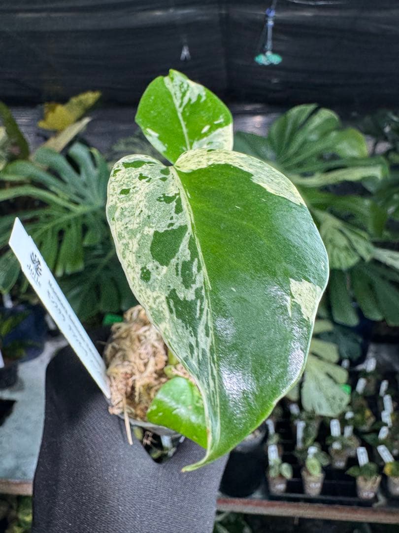 4モンステラ　デリシオーサ　ベトシオーサ　2寸ポリポット　ネコポス発送