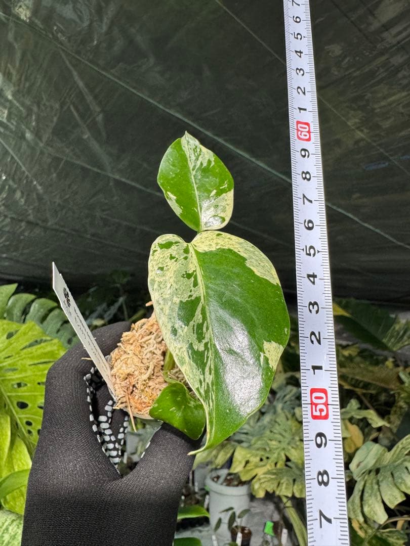 4モンステラ　デリシオーサ　ベトシオーサ　2寸ポリポット　ネコポス発送