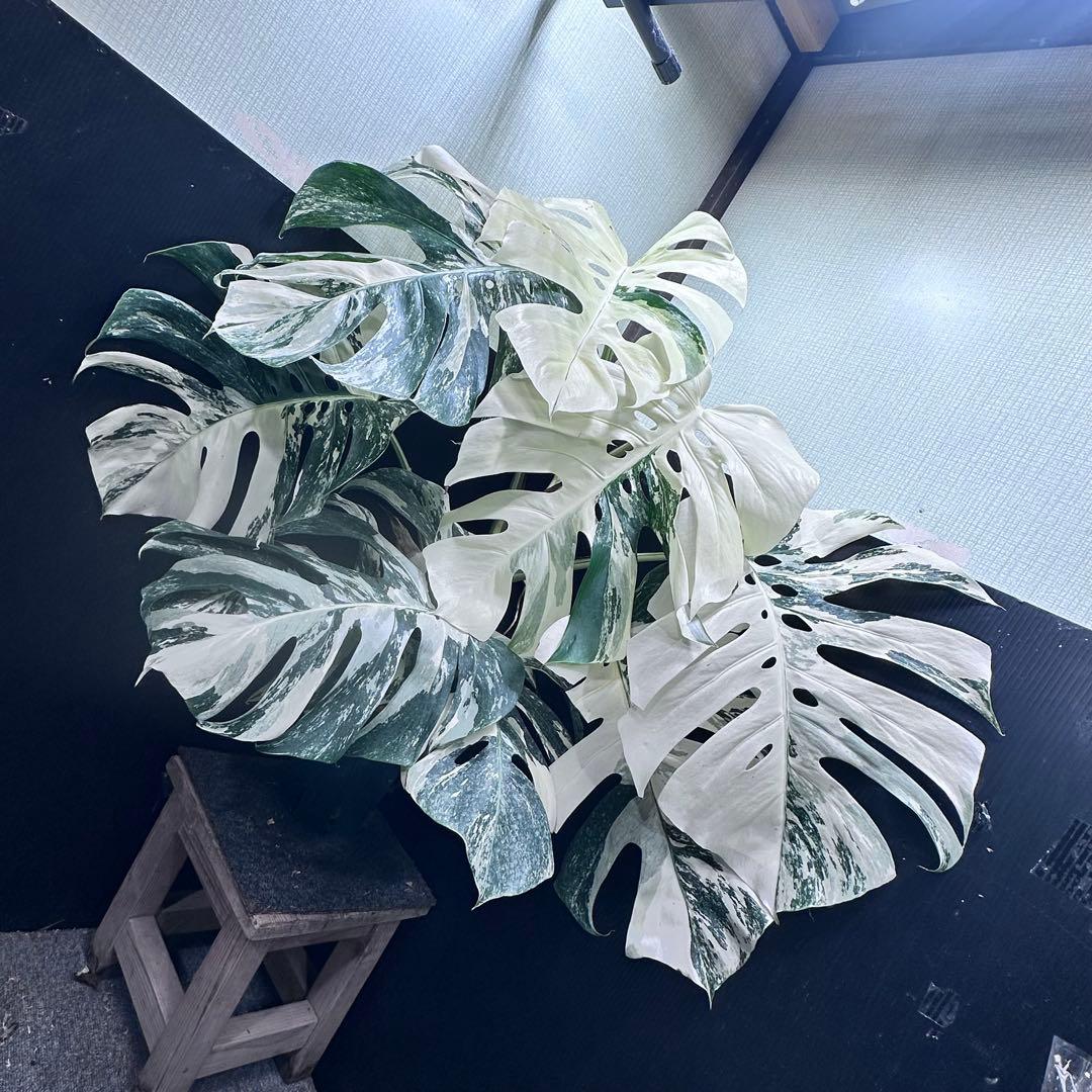 斑入りモンステラ ホワイトタイガー極美大株86cm白斑多