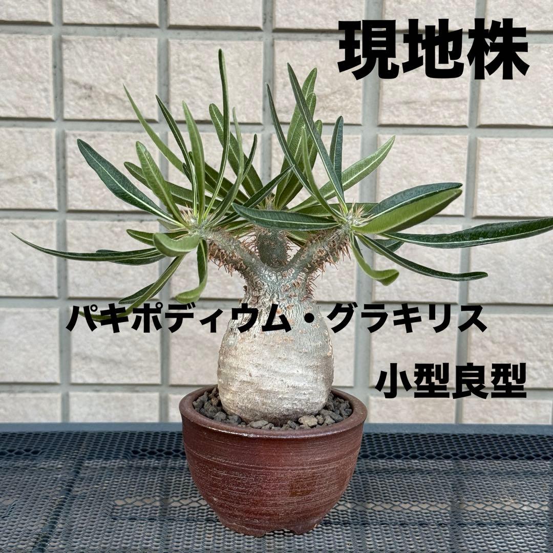 パキポディウム・グラキリス　現地株　小型　良型