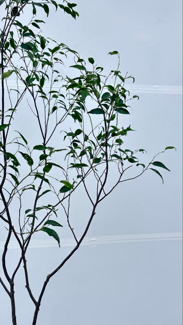 ricca 樹形が魅力的 山採り ハイノキ 株立 717 樹高1.8m位