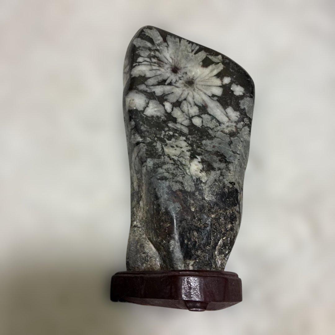 【極美品】★ 鑑賞石　菊花石　水石　盆石