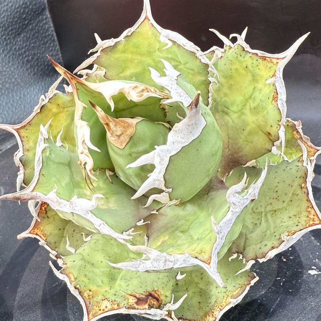 アガベ　チタノタ　ホワイトホーク　親株②